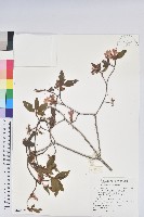 藏品(金毛杜鵑)的圖片