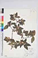 藏品(紅毛杜鵑)的圖片