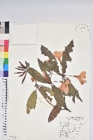 藏品(西施花、青紫木)的圖片