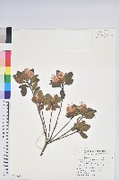 藏品(南澳杜鵑)的圖片