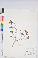 藏品(金毛杜鵑)的圖片