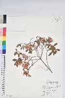 藏品(南澳杜鵑)的圖片