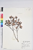 藏品(紅毛杜鵑)的圖片