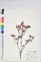 藏品(台灣高山杜鵑)的圖片