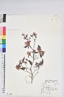 藏品(紅毛杜鵑)的圖片