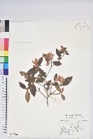 藏品(紅毛杜鵑)的圖片