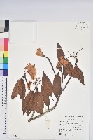 藏品(森氏杜鵑、森氏滿江紅)的圖片