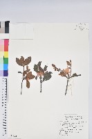 藏品(南澳杜鵑)的圖片