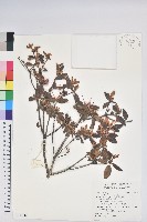 藏品(台灣高山杜鵑)的圖片