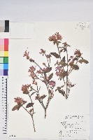 藏品(台灣高山杜鵑)的圖片