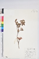 藏品(紅毛杜鵑)的圖片