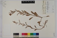 藏品(澤珍珠菜、澤星宿菜)的圖片