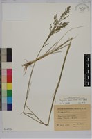 藏品(長畫眉草)的圖片