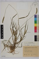 藏品(莠狗尾草)的圖片