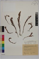 藏品(線柱蘭、細葉線柱蘭)的圖片