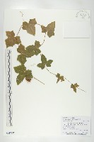 藏品(茅瓜)的圖片