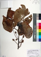 藏品(繖楊、截萼黃槿)的圖片