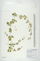 藏品(小苦瓜)的圖片