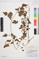 藏品(串鼻龍)的圖片