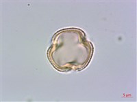 藏品(山豬肉)的圖片