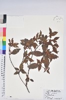 藏品(金毛杜鵑)的圖片