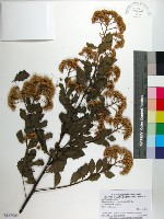 藏品(鯽魚膽、闊苞菊)的圖片