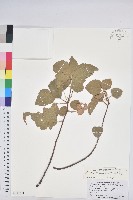 藏品(扛香藤)的圖片