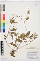 藏品(串鼻龍)的圖片