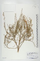 藏品(獨行菜)的圖片