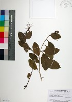 藏品(苦林盤)的圖片