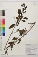 藏品(畢祿山鼠李)的圖片