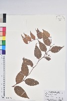 藏品(白果白珠)的圖片