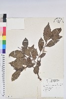 藏品(枯里珍)的圖片