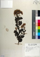 藏品(鯽魚膽、闊苞菊)的圖片