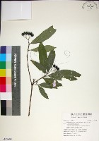 藏品(薄葉玉心花)的圖片