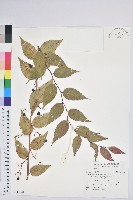 藏品(白珠樹)的圖片