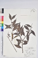 藏品(珍珠花、長尾葉越橘)的圖片