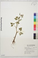 藏品(辣子草、揚子毛茛)的圖片