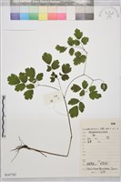 藏品(貝加爾唐松草)的圖片