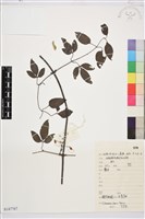 藏品(褐毛鐵線蓮)的圖片