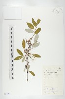 藏品(銀柳)的圖片