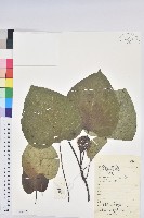 藏品(三年桐、光桐)的圖片