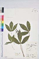 藏品(樹薯、木薯)的圖片