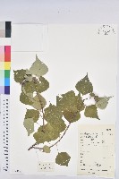 藏品(烏臼)的圖片