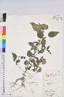 藏品(鐵莧菜)的圖片