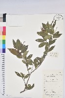 藏品(日本五月茶、南投五月茶)的圖片