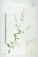 藏品(薺)的圖片