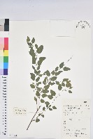 藏品(雀兒舌頭)的圖片