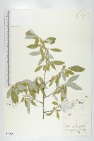 藏品(銀柳)的圖片