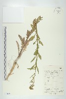 藏品(風花菜、球果山芥菜)的圖片